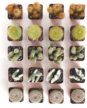 Assorted Mini Cactus