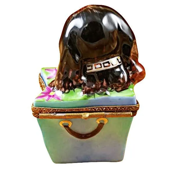 Brown Spaniel in Package