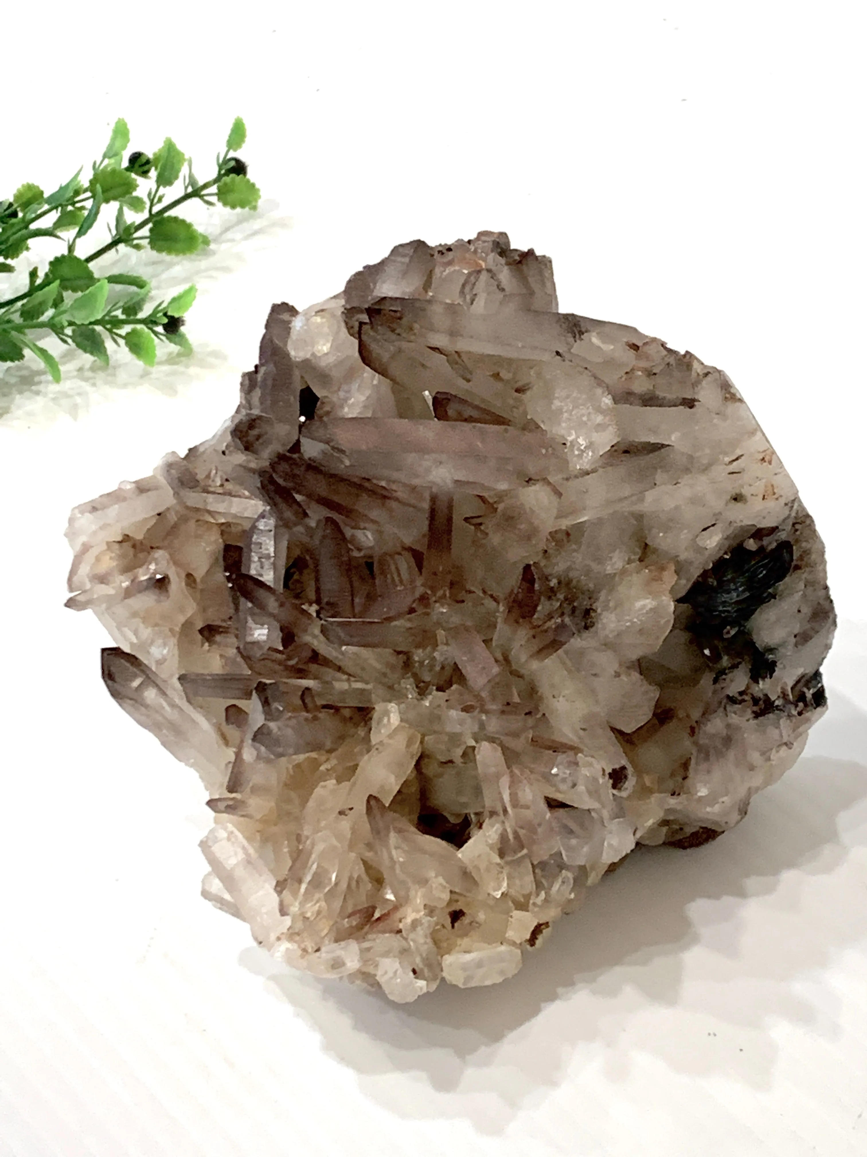 Delicate Smoky Quartz Cluster
